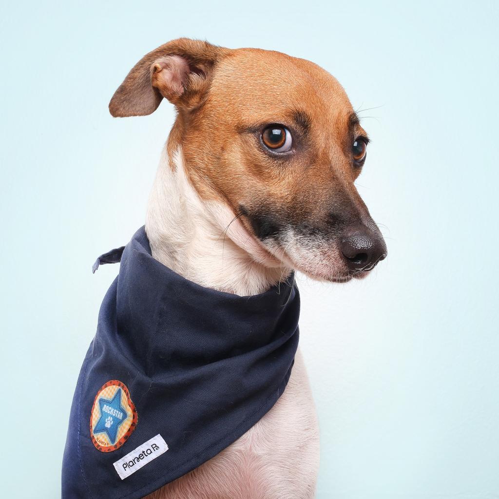 Blyg, a Adoptable Mixed Breed in Guaynabo, PR image 2/5