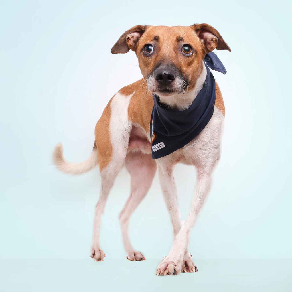 Blyg, a Adoptable Mixed Breed in Guaynabo, PR image 3/5