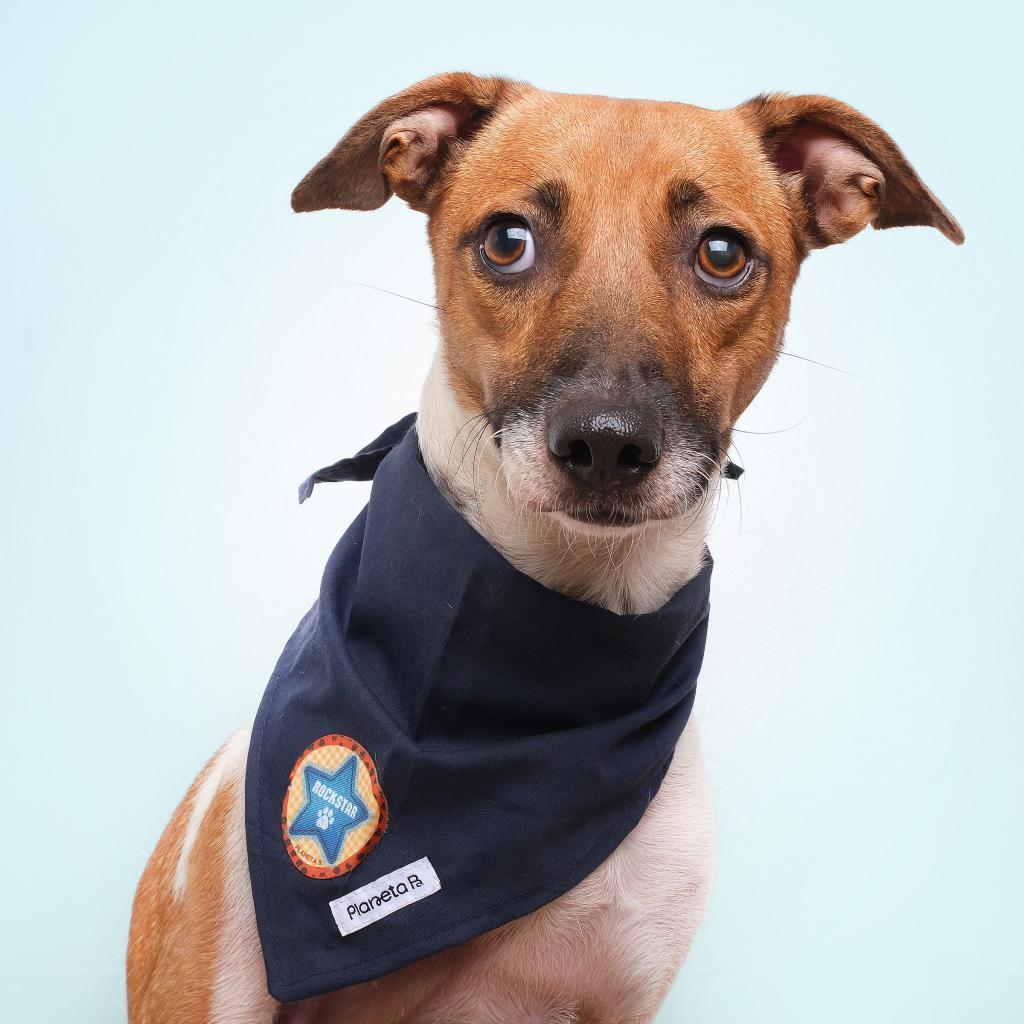 Blyg, a Adoptable Mixed Breed in Guaynabo, PR image 4/5