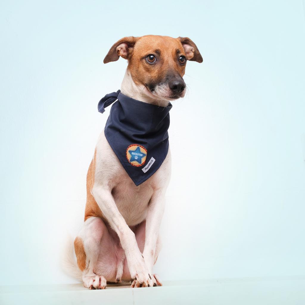 Blyg, a Adoptable Mixed Breed in Guaynabo, PR image 5/5