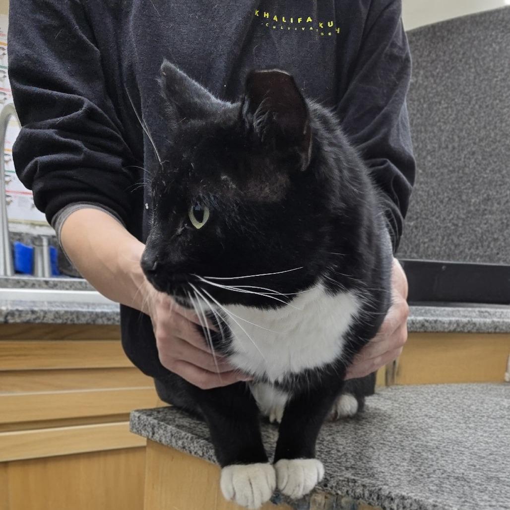 Paxton 26-0003, Adoptable, Adult Male Domestic Short Hair.