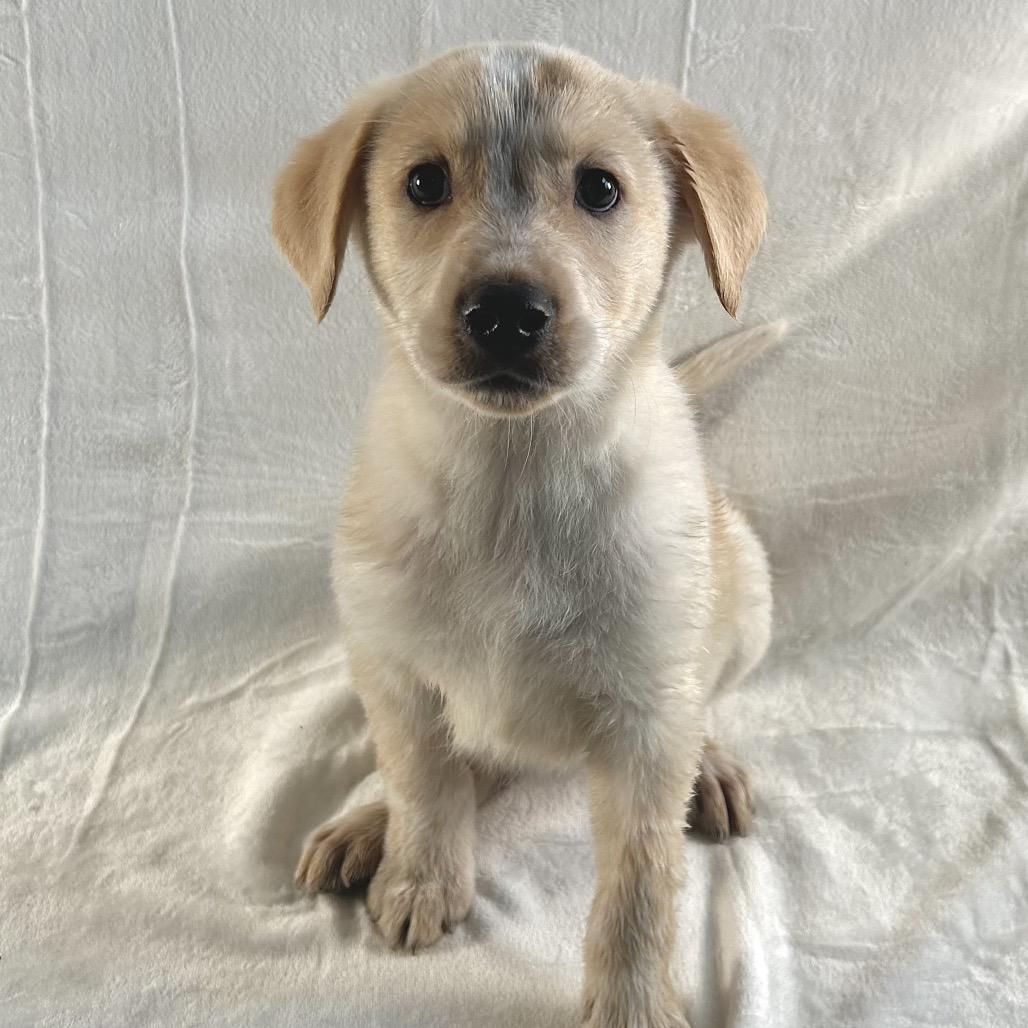 Petunia, Adoptable, Puppy Female Australian Shepherd & Border Collie.