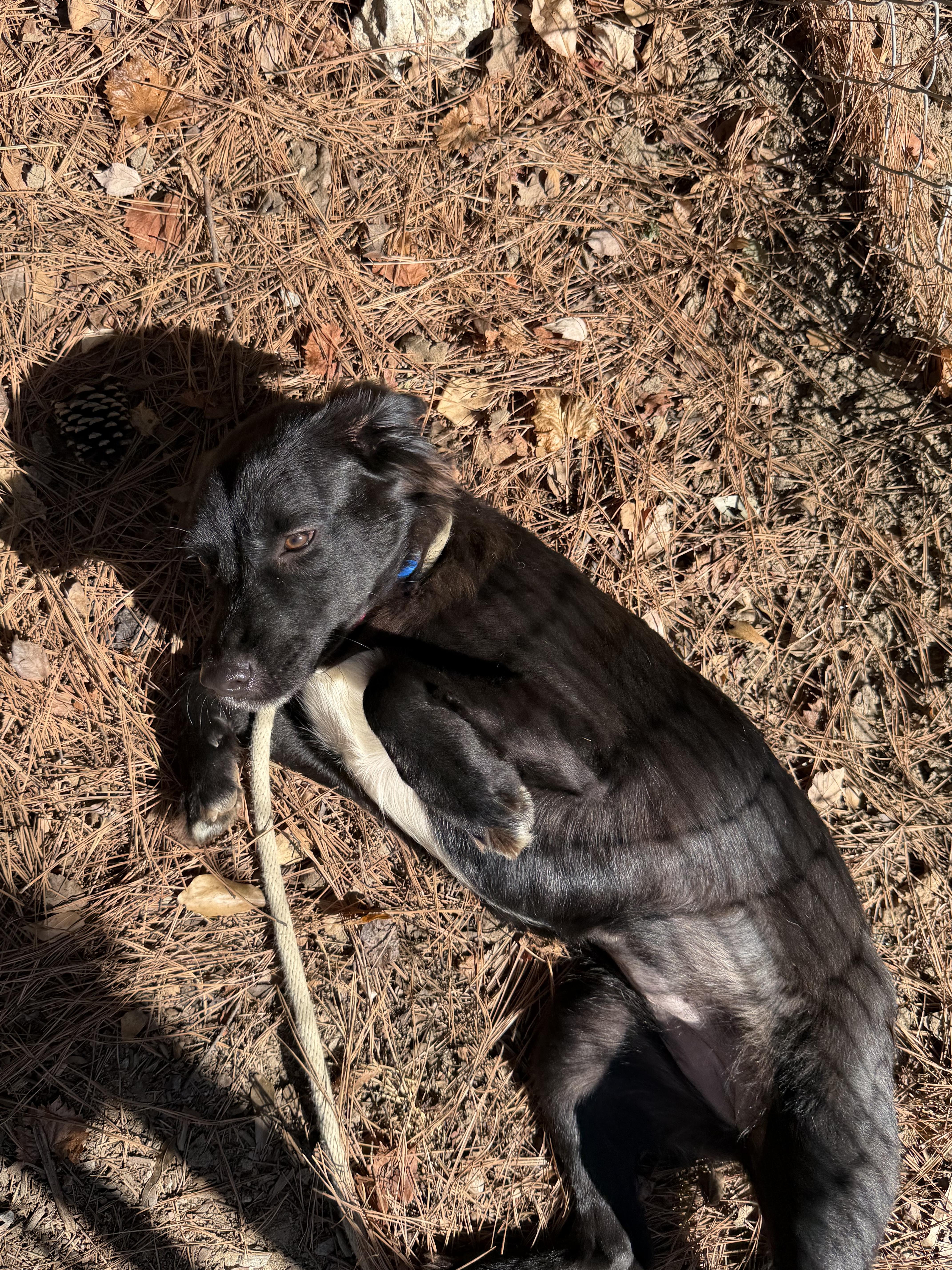 Anna, Adoptable, Puppy Female Labrador Retriever.