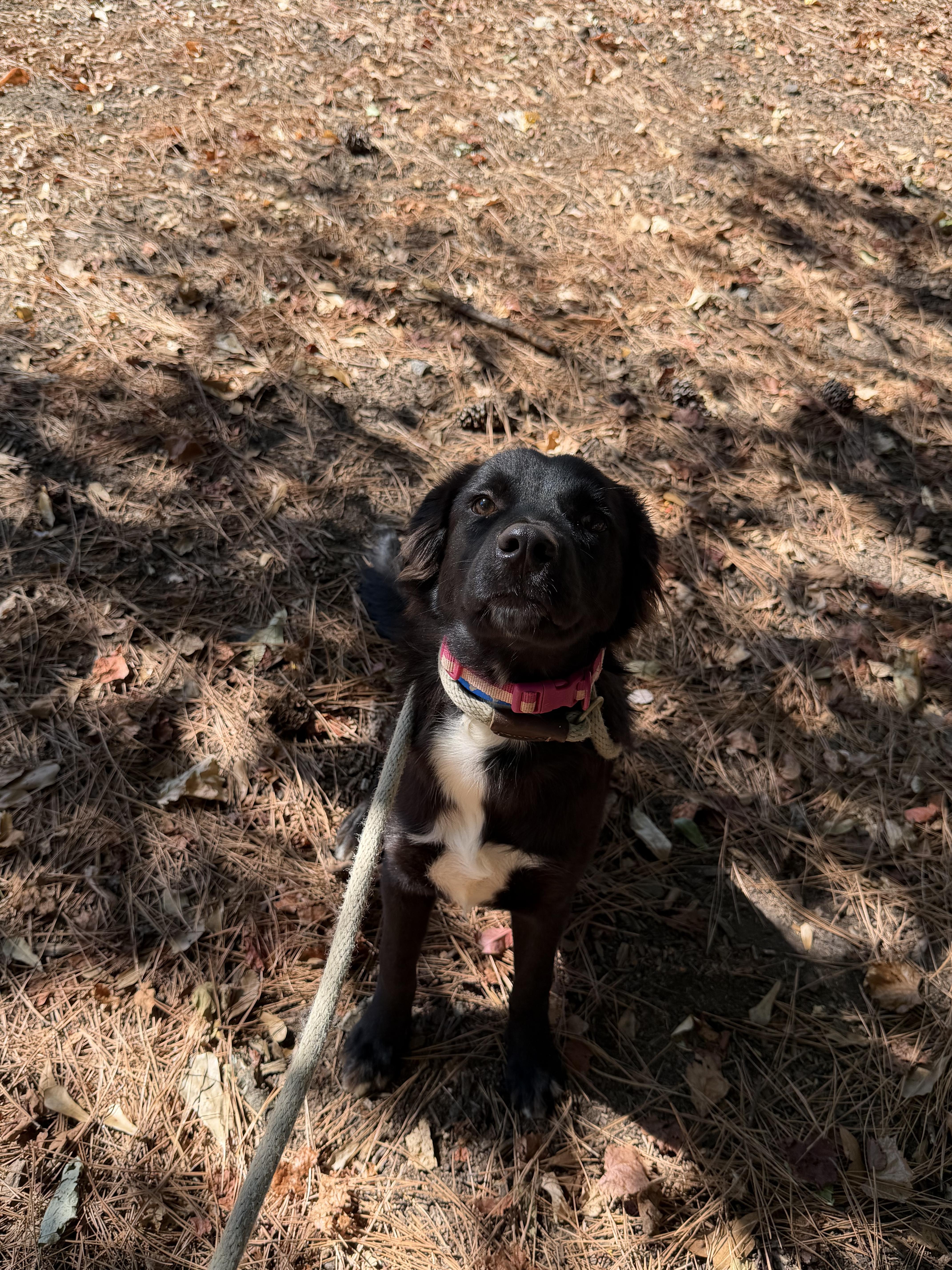 Anna, a Adoptable mixed breed in Smyrna, GA image 2/3