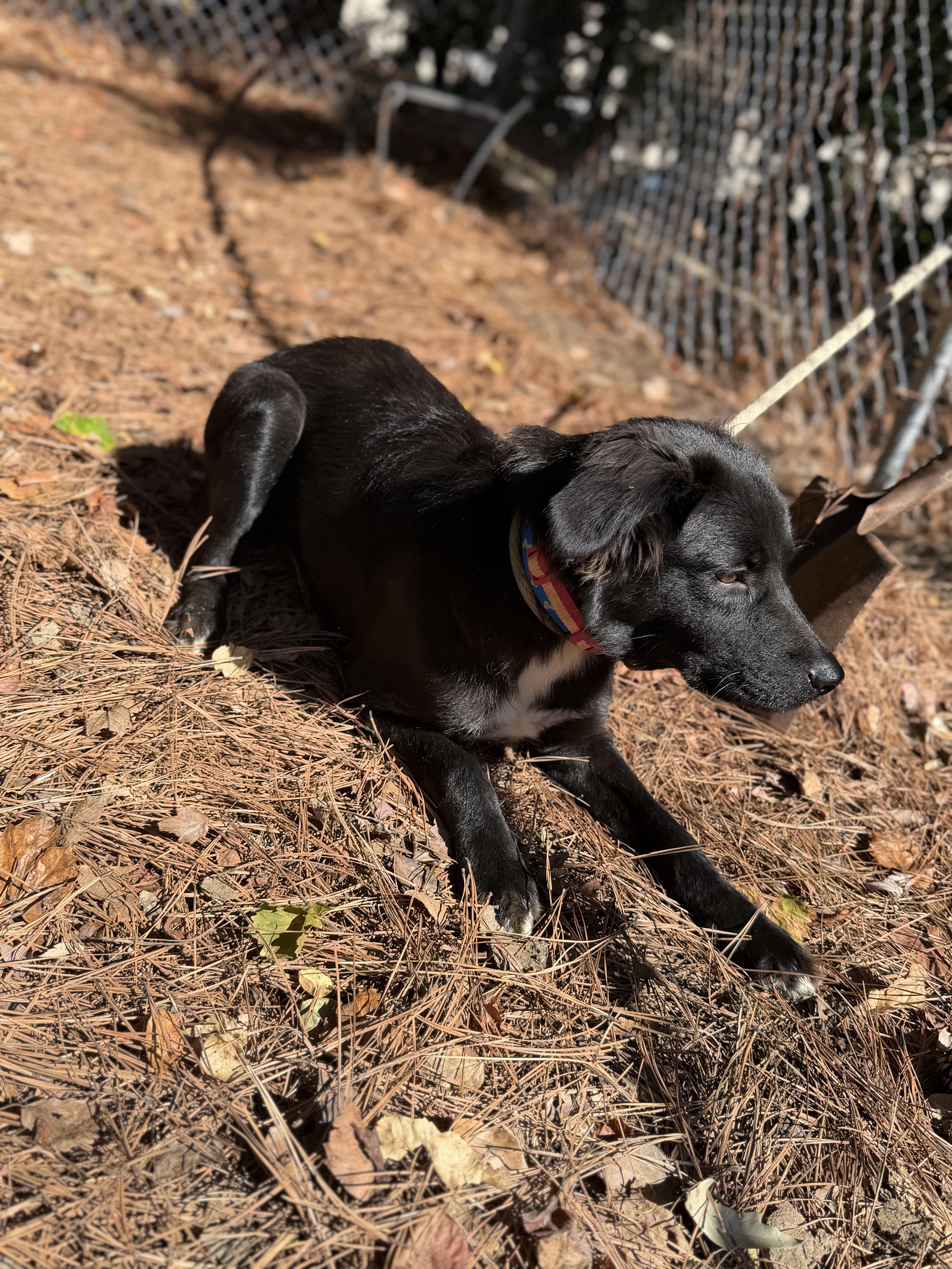 Anna, a Adoptable mixed breed in Smyrna, GA image 3/3