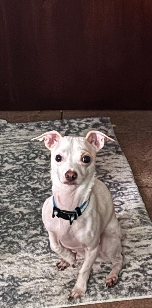 Winter, Adoptable, Adult Male Chihuahua & Dachshund.
