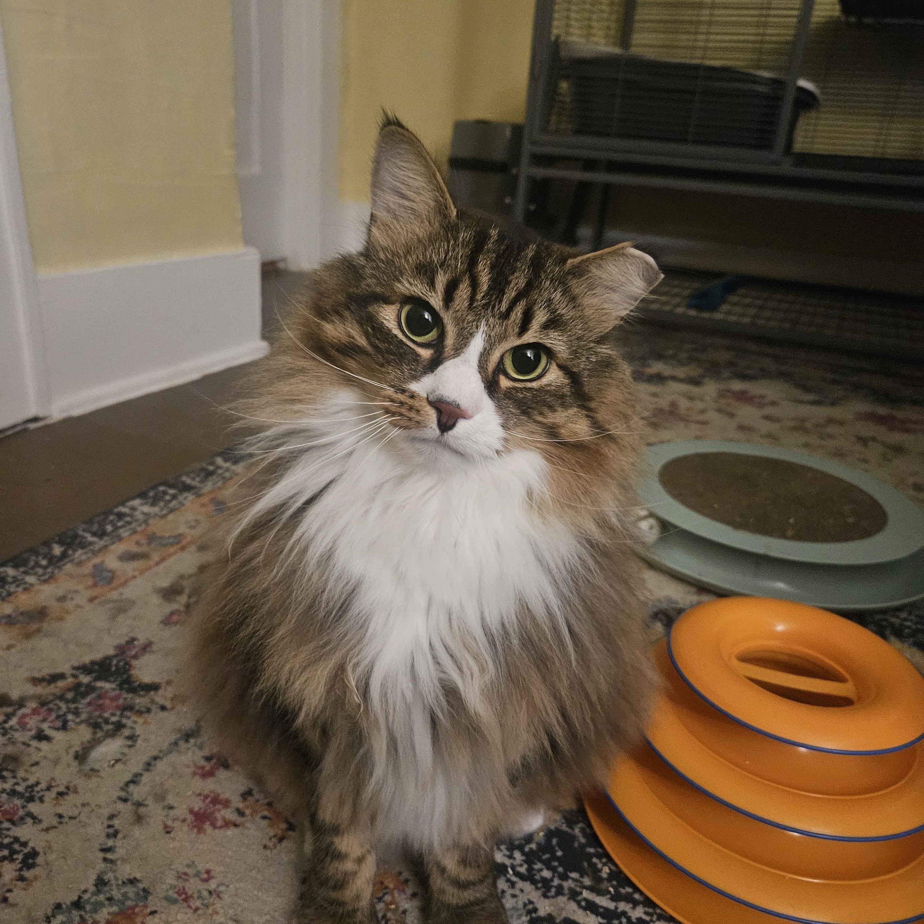 Marshall, adopted, Adult Male Domestic Long Hair.