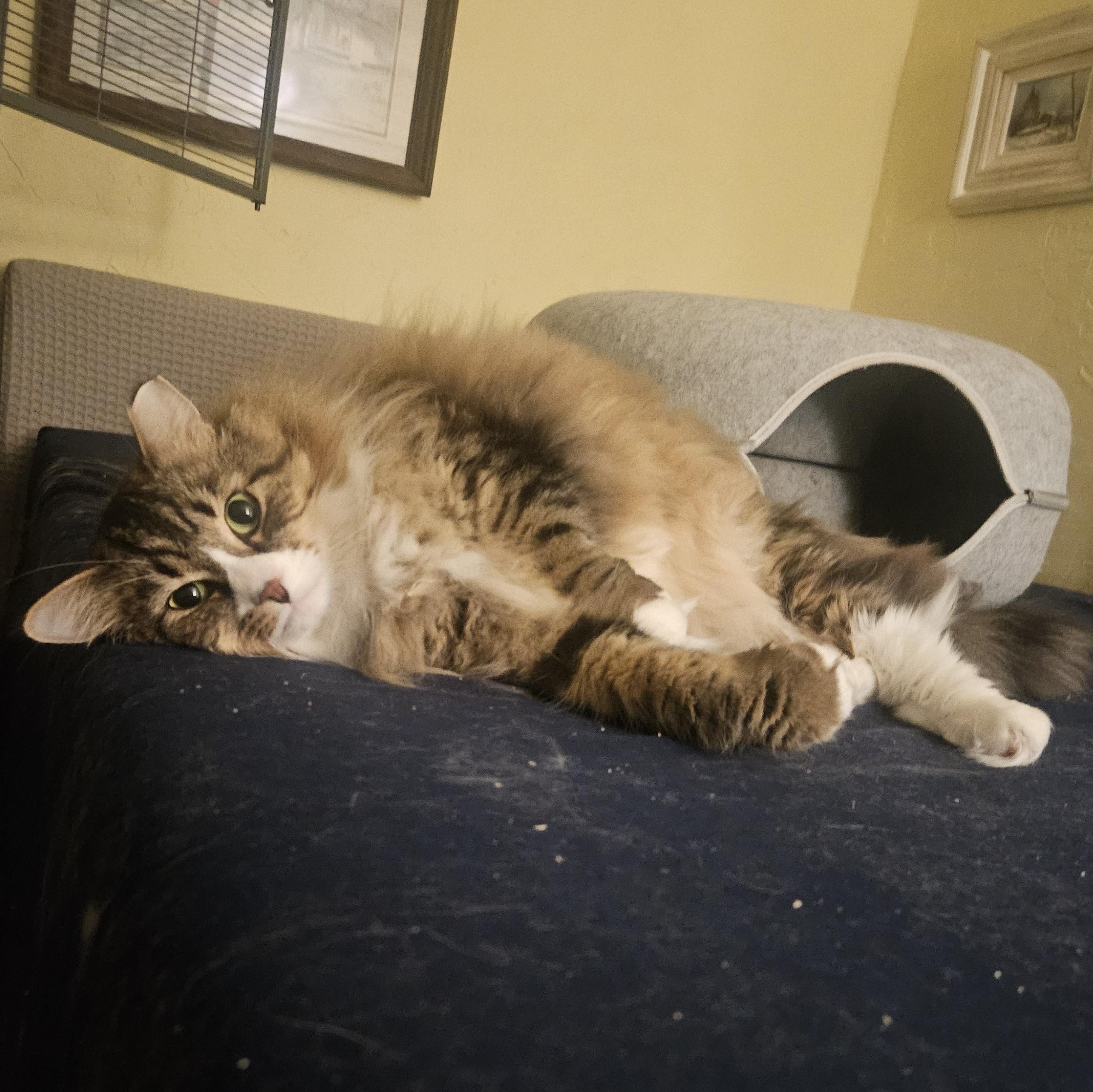 Enlarge Marshall, an adopted Domestic Long Hair in WINLOCK, WA image 2/5