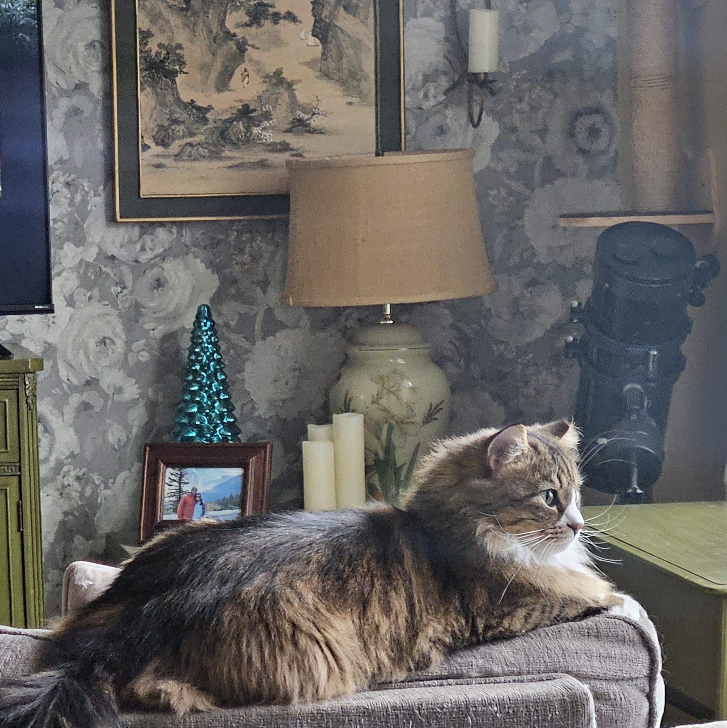 Enlarge Marshall, an adoptable Domestic Long Hair in WINLOCK, WA image 5/5