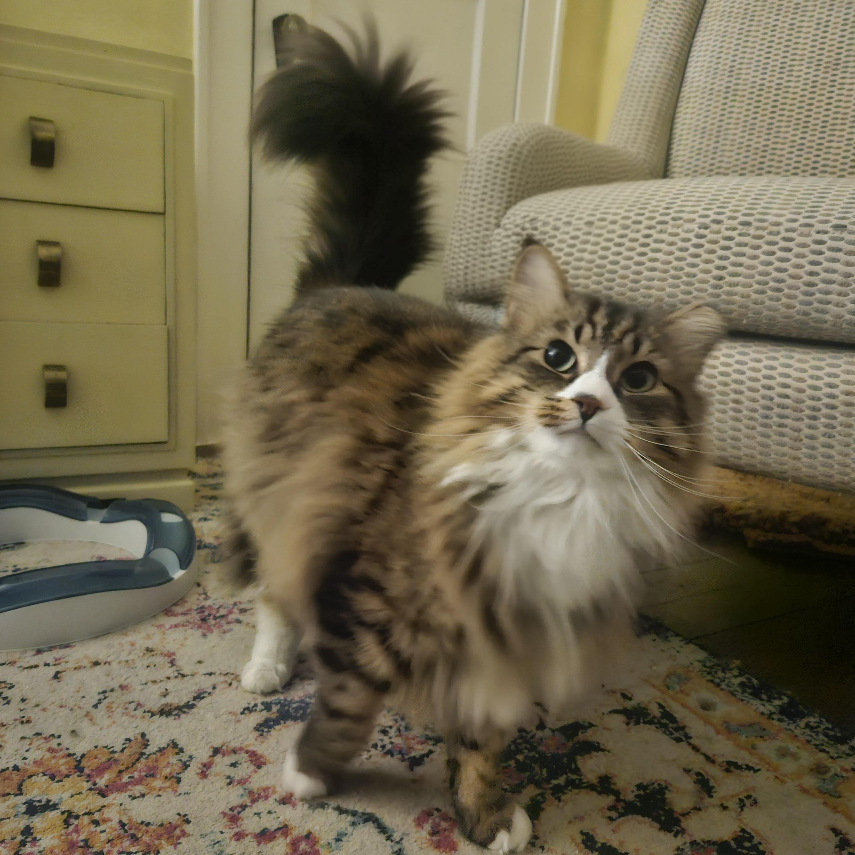 Enlarge Marshall, an adopted Domestic Long Hair in WINLOCK, WA image 3/5
