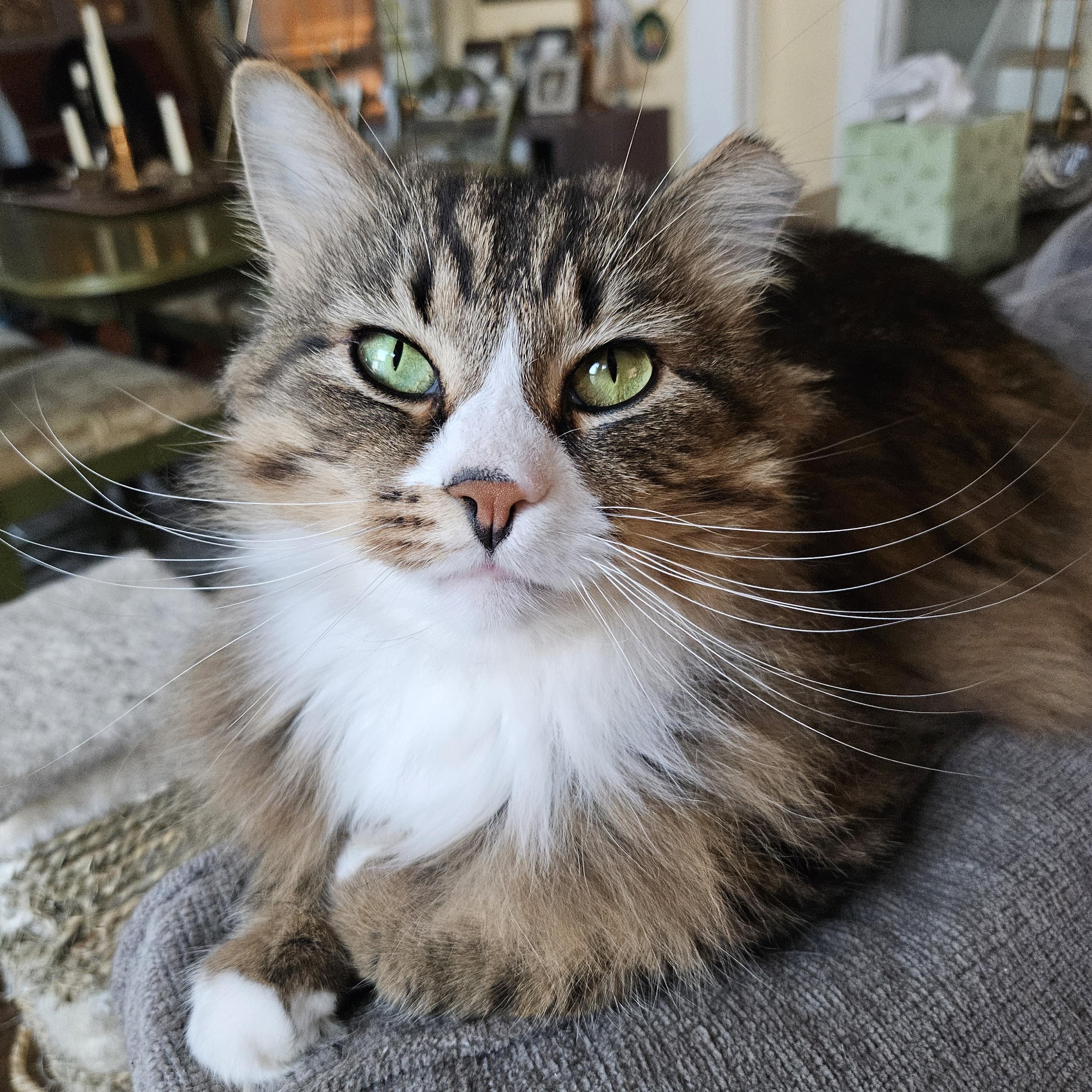 Marshall, adoptable, Adult Male Domestic Long Hair.