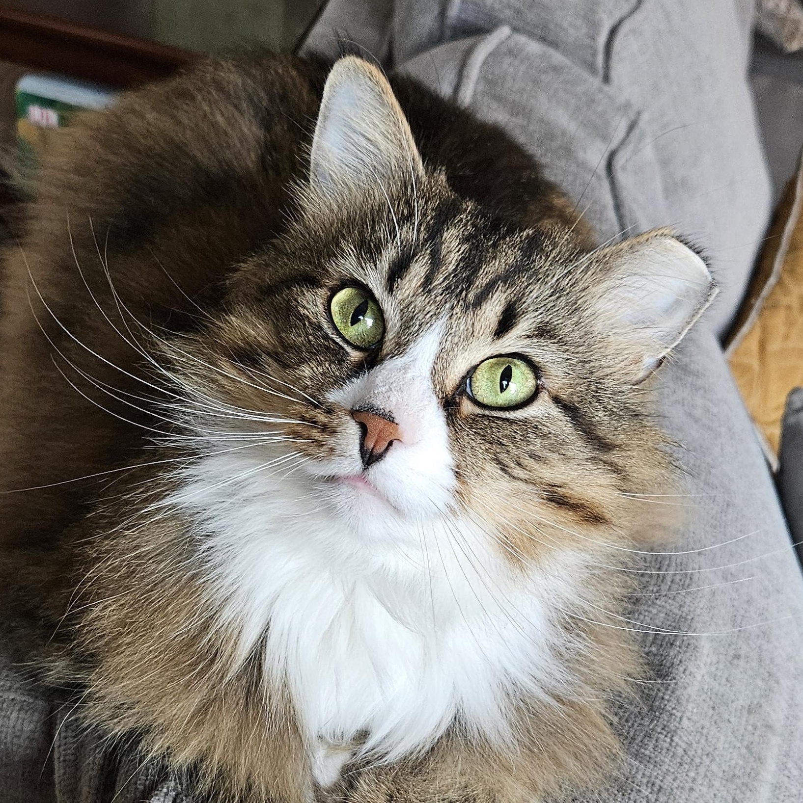 Enlarge Marshall, an adoptable Domestic Long Hair in WINLOCK, WA image 4/5