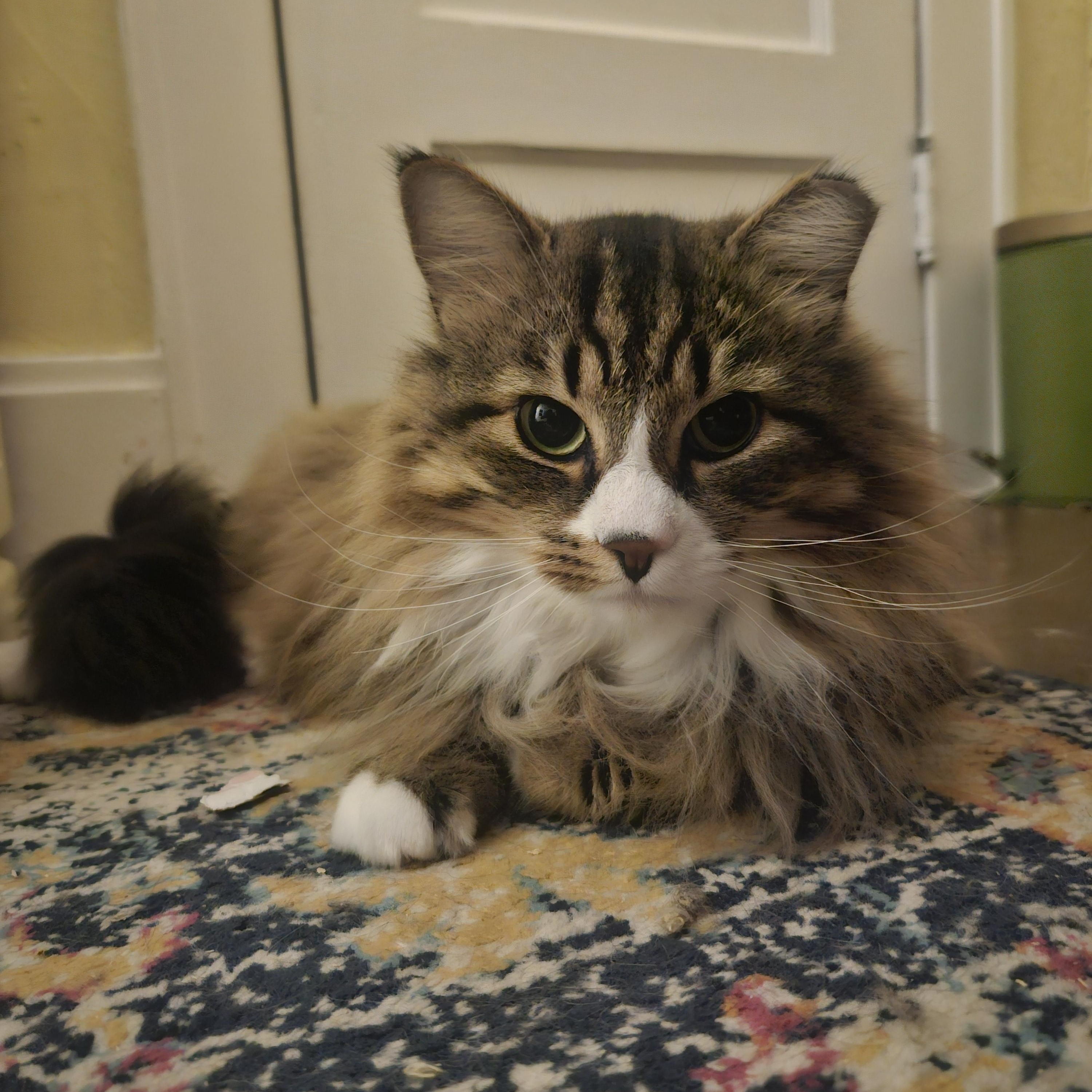 Enlarge Marshall, an adopted Domestic Long Hair in WINLOCK, WA image 4/5