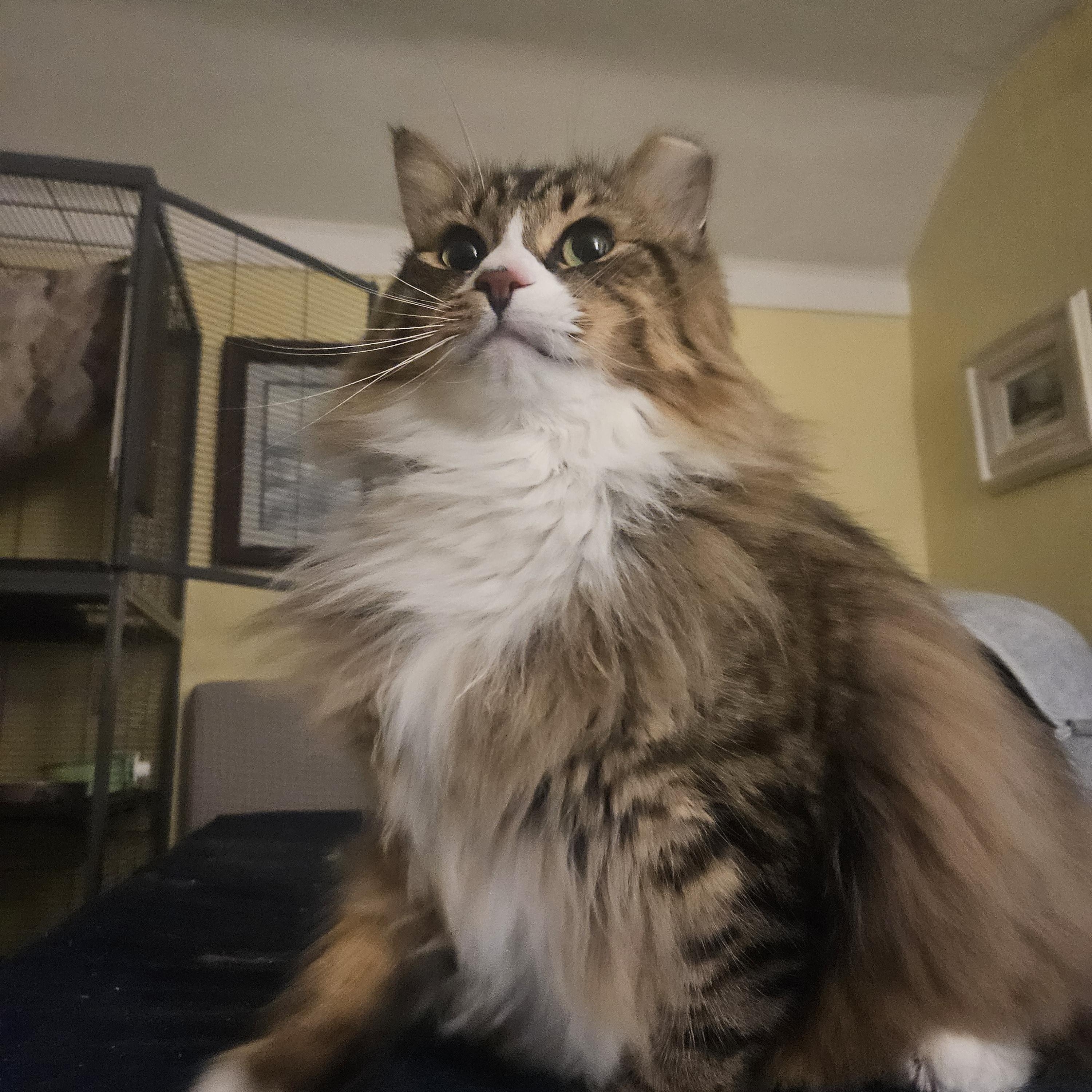 Enlarge Marshall, an adopted Domestic Long Hair in WINLOCK, WA image 5/5