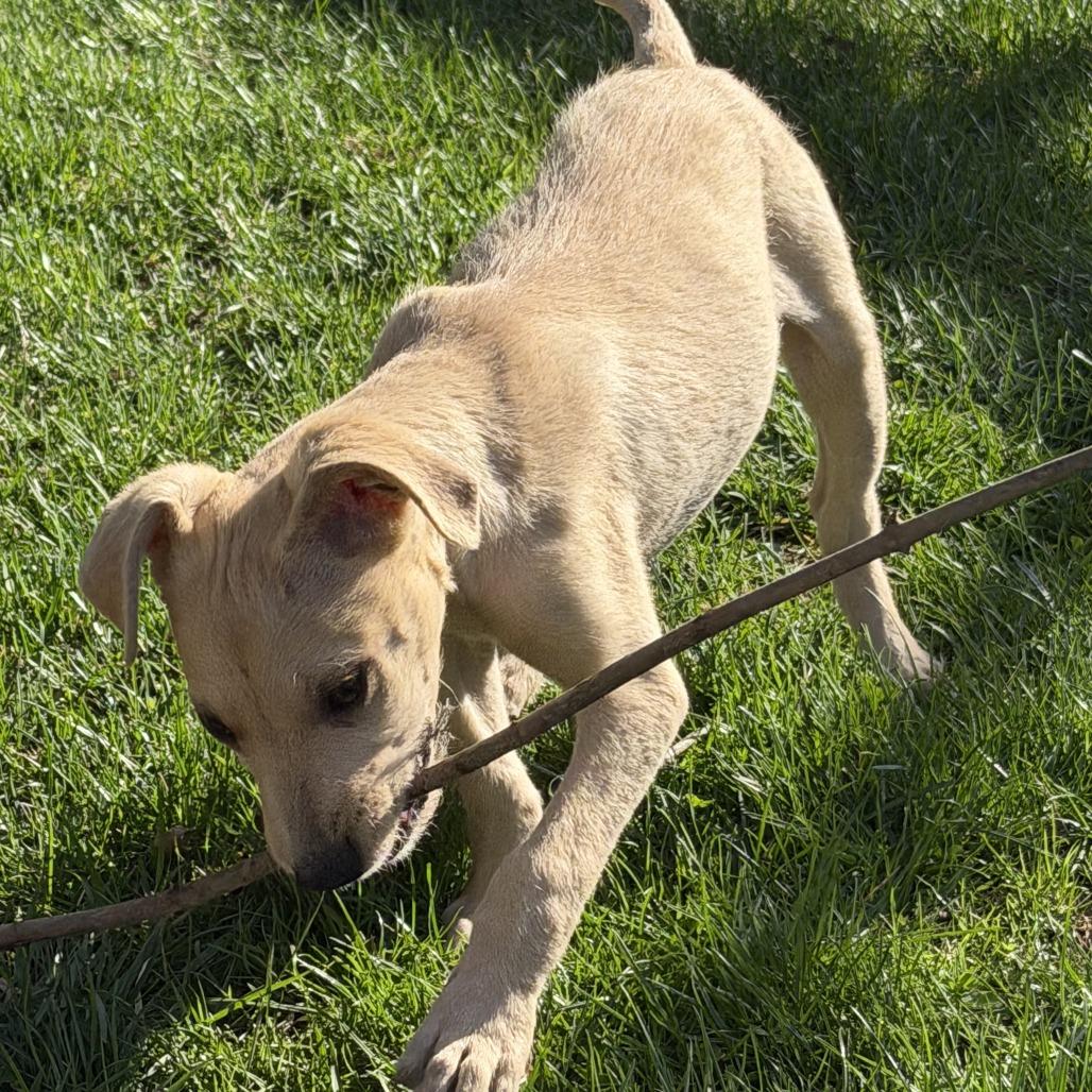 Enlarge NY Peter Pan Avail Apr 26 (JV Mall Spring Fest), a Adoptable mixed breed in Eastford, CT image 2/3