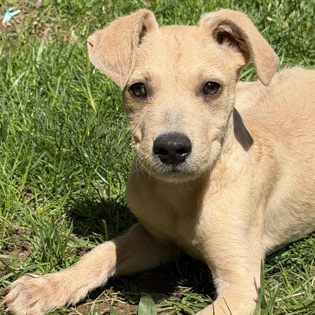 Enlarge NY Peter Pan Avail Apr 26 (JV Mall Spring Fest), a Adoptable mixed breed in Eastford, CT image 3/3