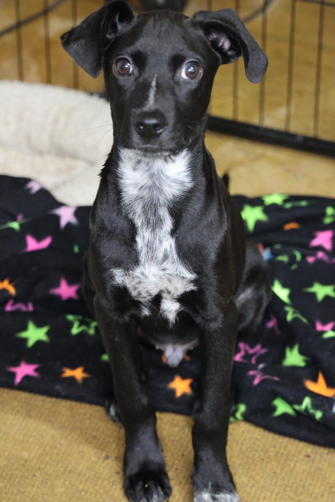 Asher, ADOPTABLE, Puppy Male Australian Shepherd & Australian Cattle Dog / Blue Heeler.