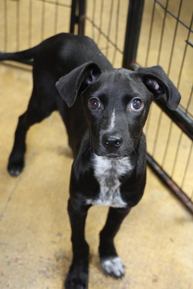 Enlarge Asher, a ADOPTABLE mixed breed in TUCSON, AZ image 3/4
