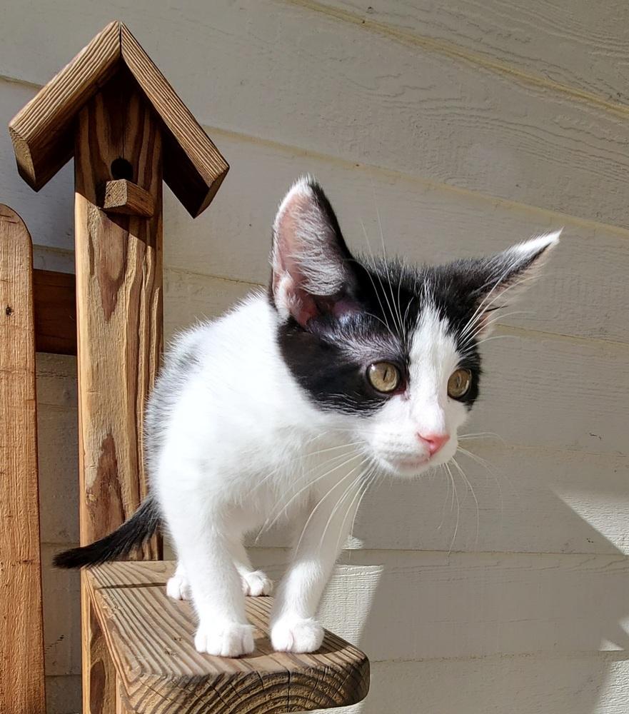 Adama, Adoptable, Kitten Male Domestic Short Hair.