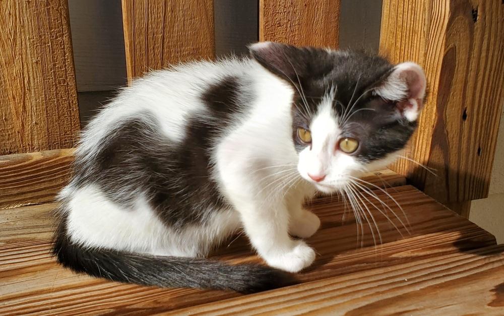 Enlarge Adama, a Adoptable mixed breed in Lincoln, NE image 2/6