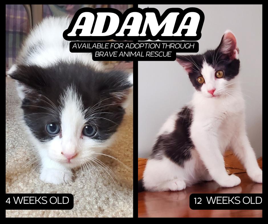 Enlarge Adama, a Adoptable mixed breed in Lincoln, NE image 3/6