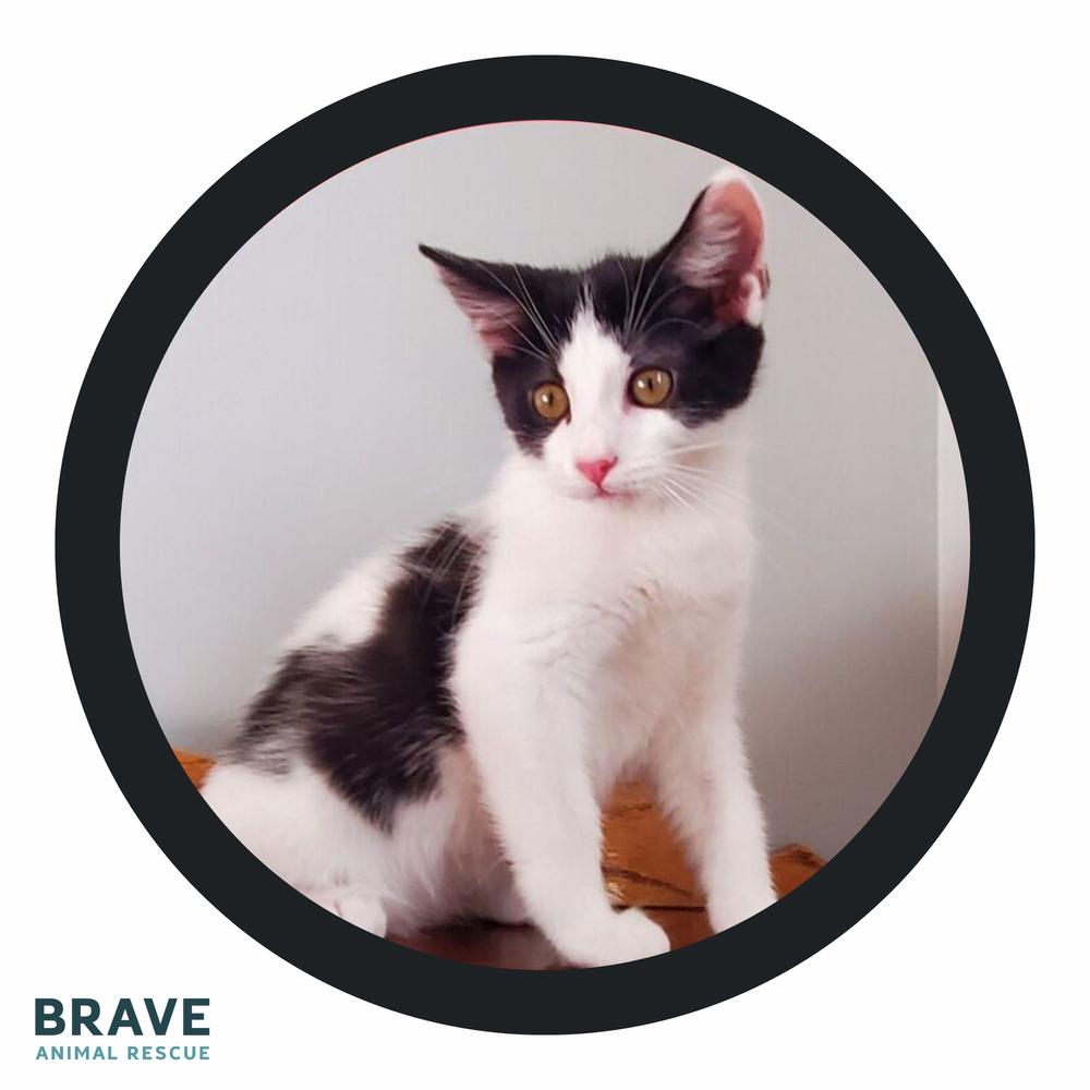 Enlarge Adama, a Adoptable mixed breed in Lincoln, NE image 2/6