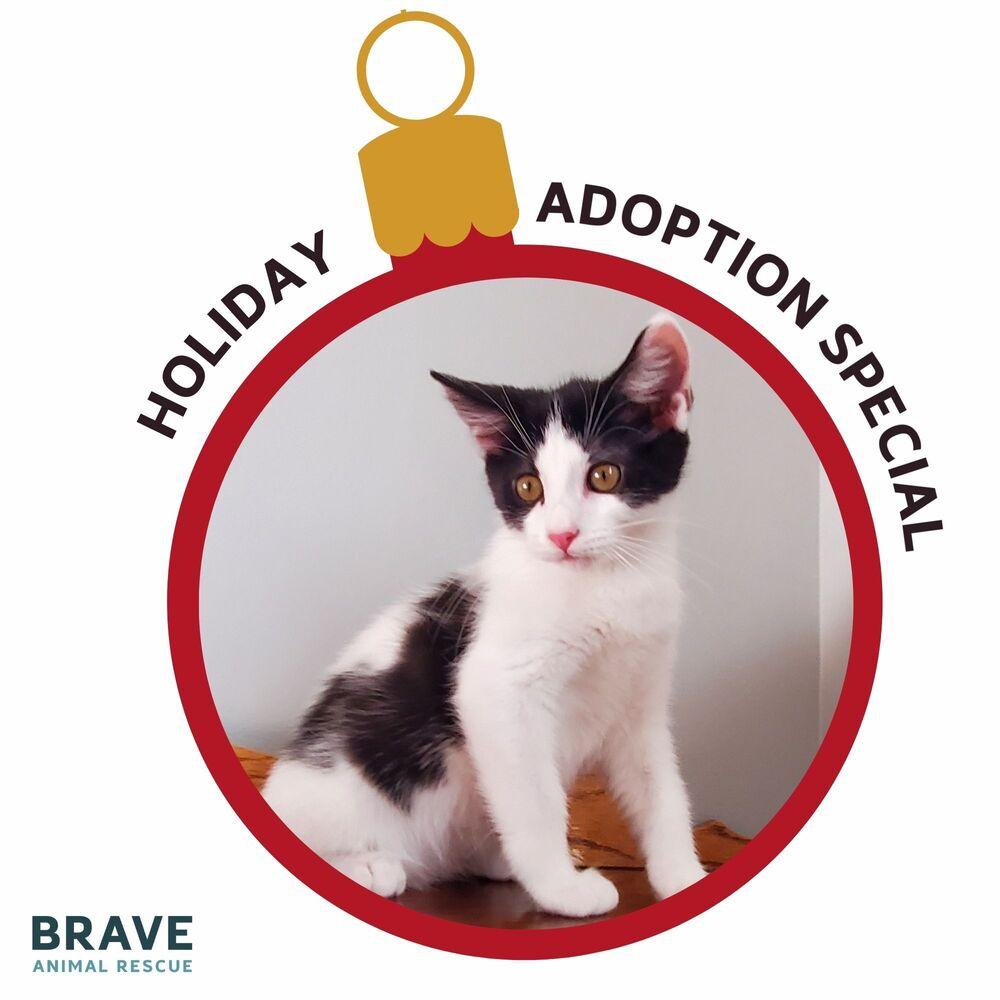 Enlarge Adama, a Adoptable mixed breed in Lincoln, NE image 4/6