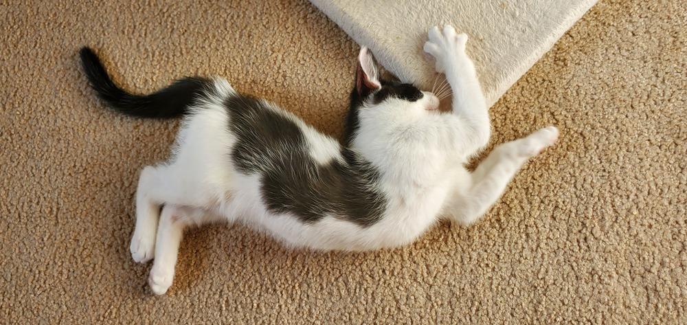 Enlarge Adama, a Adoptable mixed breed in Lincoln, NE image 5/6