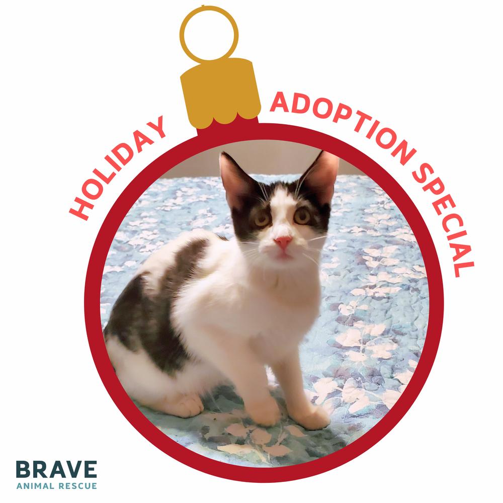 Enlarge Adama, a Adoptable mixed breed in Lincoln, NE image 5/6