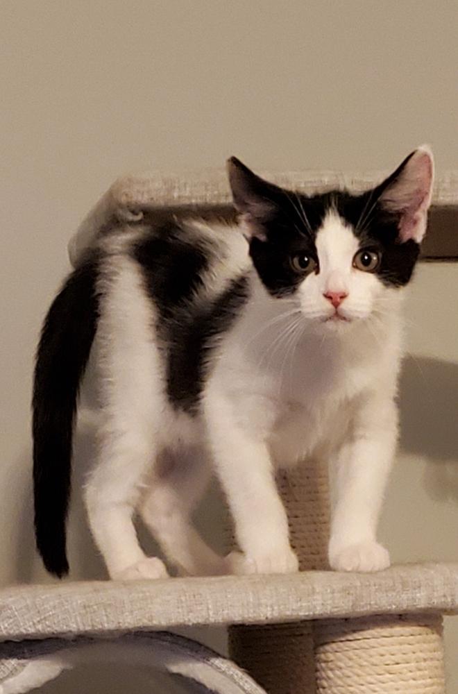 Enlarge Adama, a Adoptable mixed breed in Lincoln, NE image 6/6