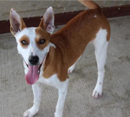 Cantaloupe, Adoptable, Adult Female Mixed Breed & Mixed Breed.