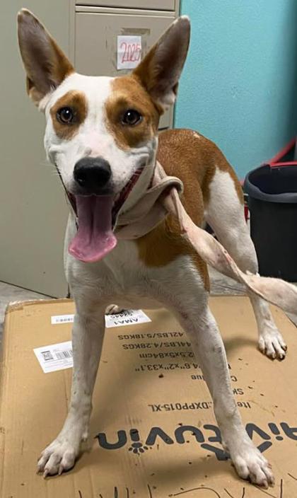 Enlarge Cantaloupe, a Adoptable mixed breed in Lampasas, TX image 1/1
