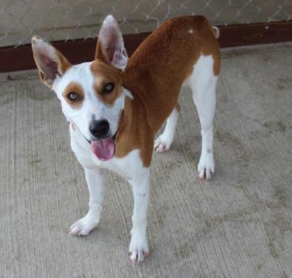Cantaloupe, a Adoptable mixed breed in Lampasas, TX image 2/2