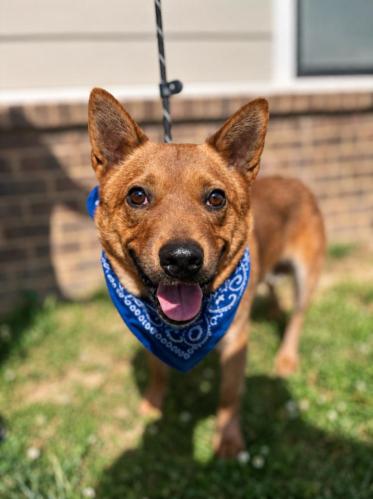 Toretto, Adoptable, Adult Male Lancashire Heeler.
