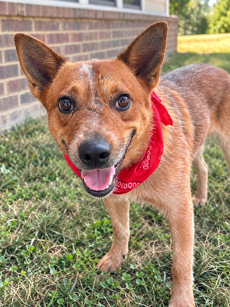 Enlarge Toretto, a Adoptable mixed breed in Dickson, TN image 2/2