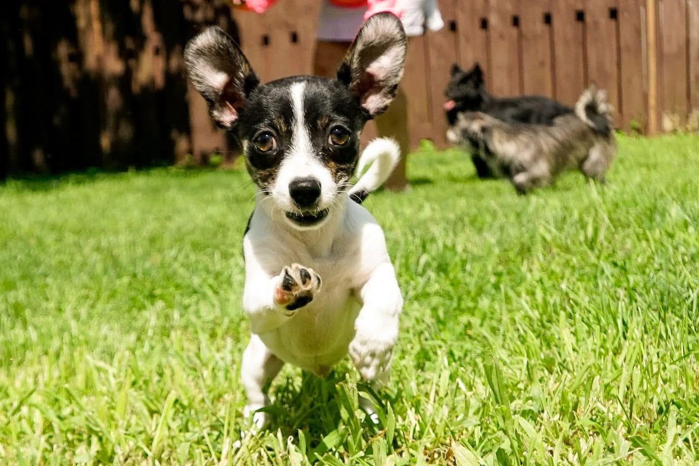 Rye, Adoptable, Young Female Chihuahua & Dachshund.