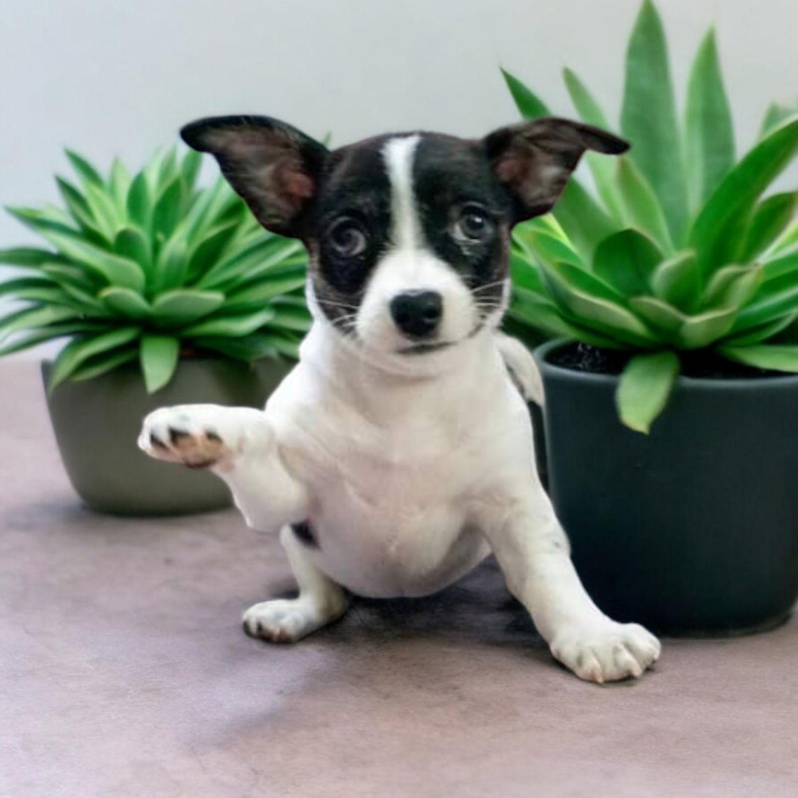 Rye, a Adoptable mixed breed in Elizabethtown, PA image 2/2