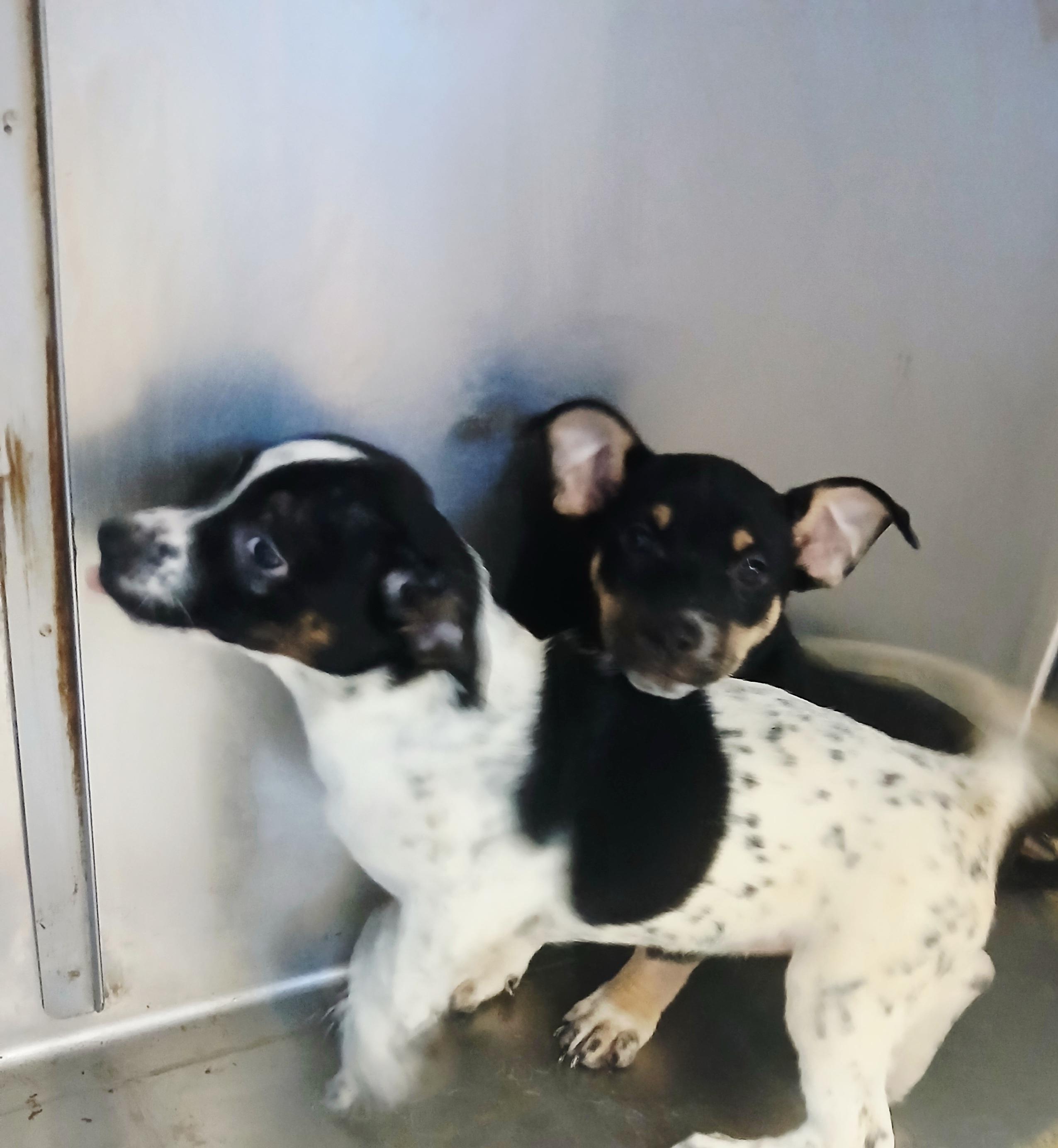 Corgi mix puppy, Adoptable, Puppy Male Corgi.