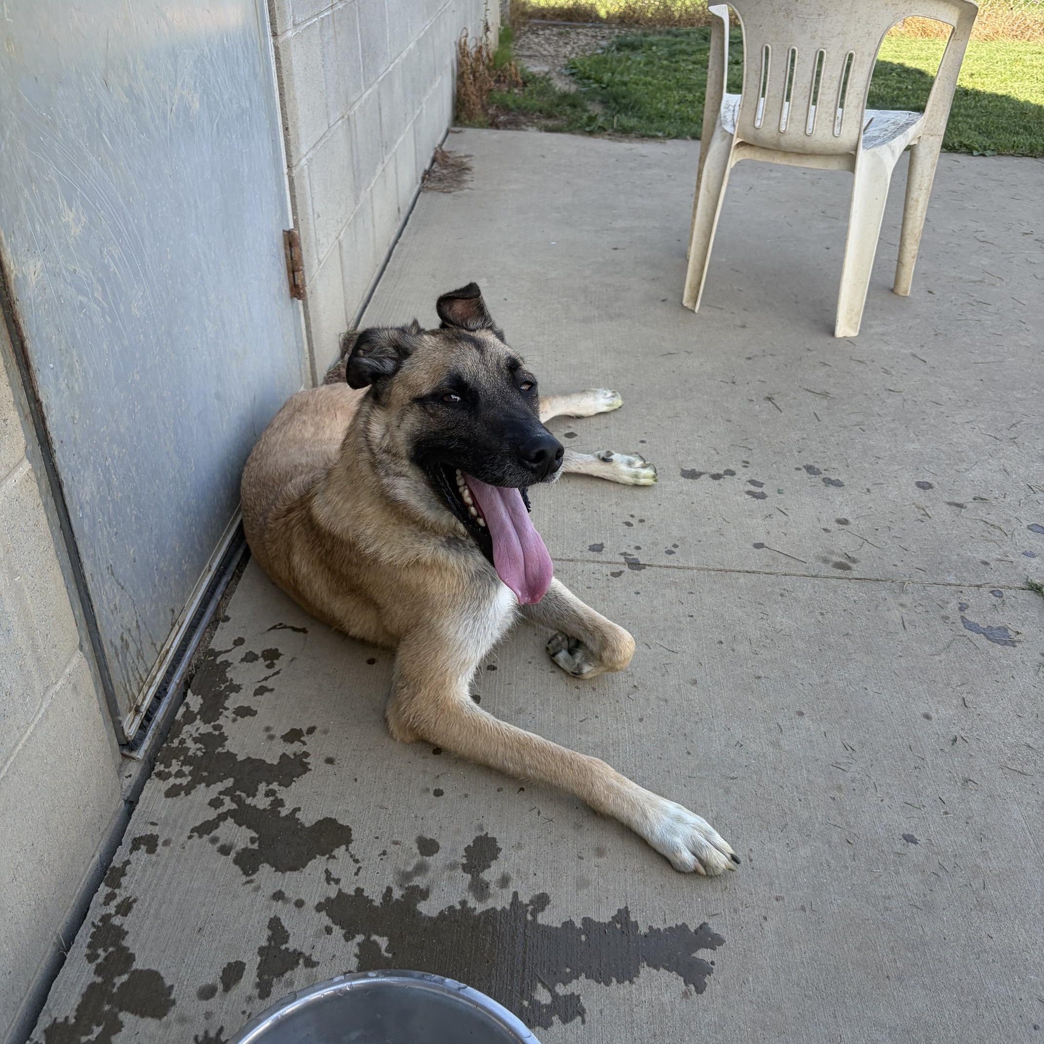 Enlarge Spike, an adoptable mixed breed in Seneca, PA image 4/4