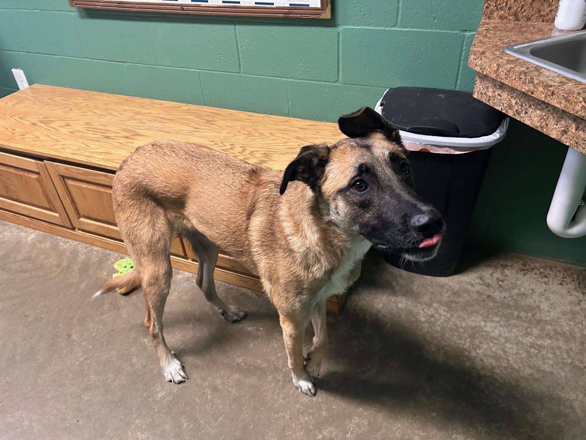 Spike, adoptable, Adult Male Belgian Shepherd / Malinois & Great Pyrenees.