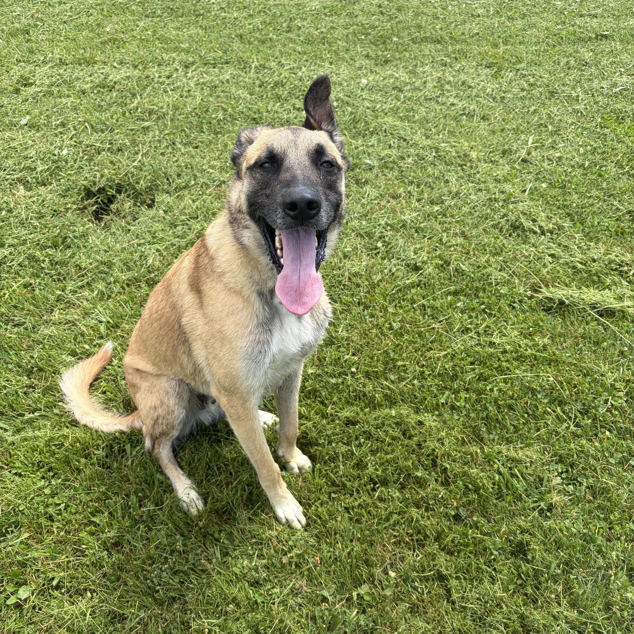 Enlarge Spike, an adoptable mixed breed in Seneca, PA image 1/4