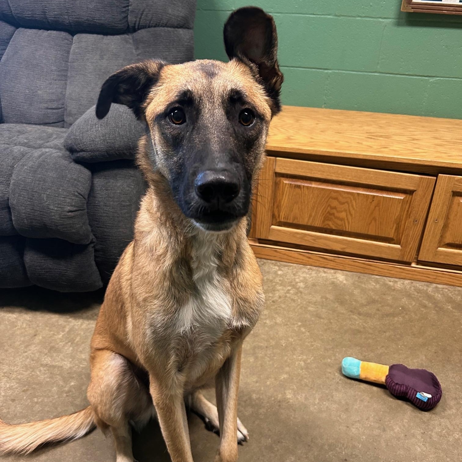 Enlarge Spike, an adoptable mixed breed in Seneca, PA image 2/3
