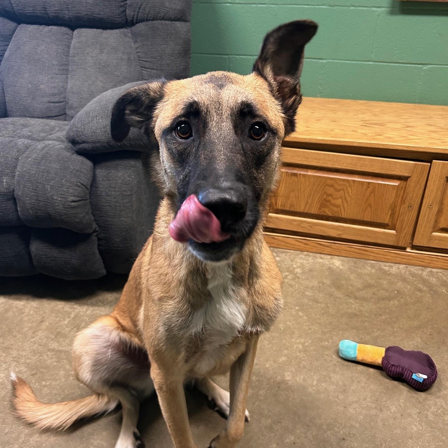 Enlarge Spike, an adoptable mixed breed in Seneca, PA image 3/3