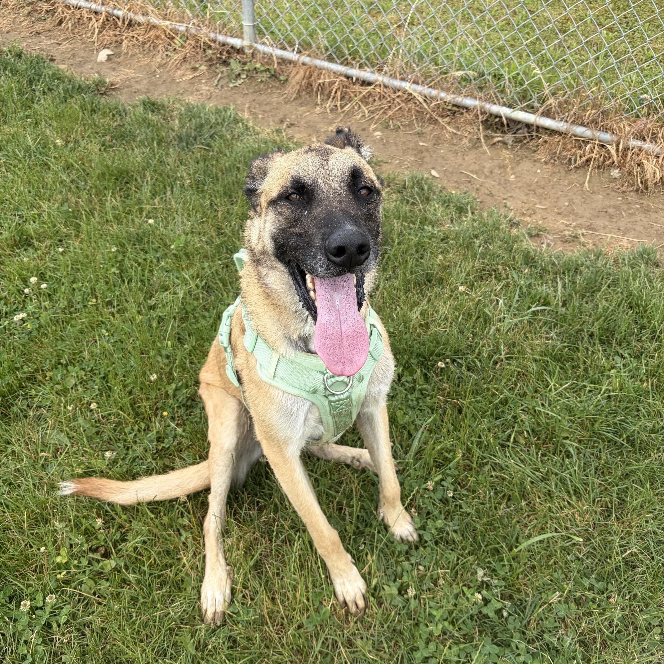 Enlarge Spike, an adoptable mixed breed in Seneca, PA image 3/4