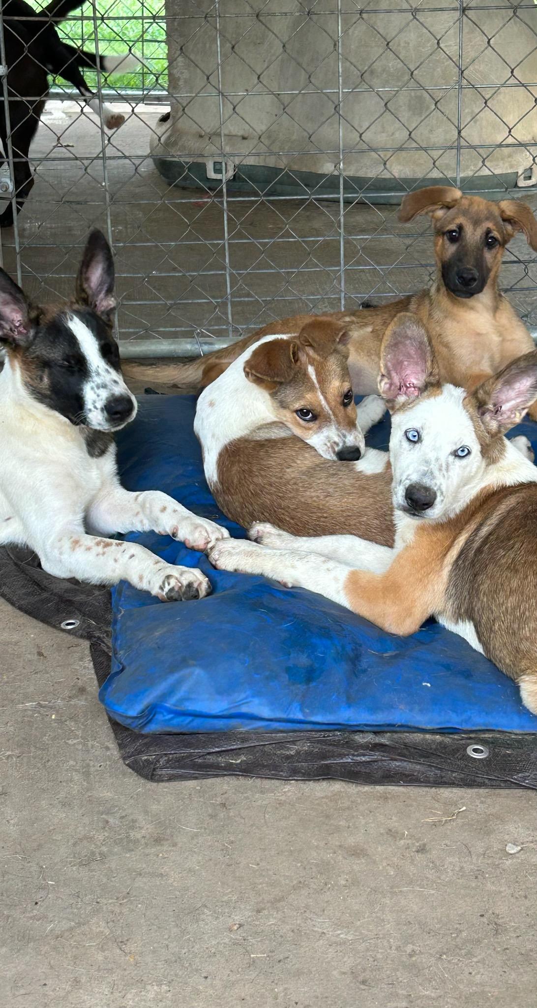 Camilia, a Adoptable mixed breed in Chalfont, PA image 3/3