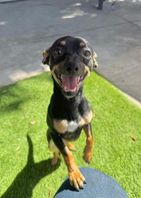 PRINCE, Adoptable, Young Male Chihuahua.