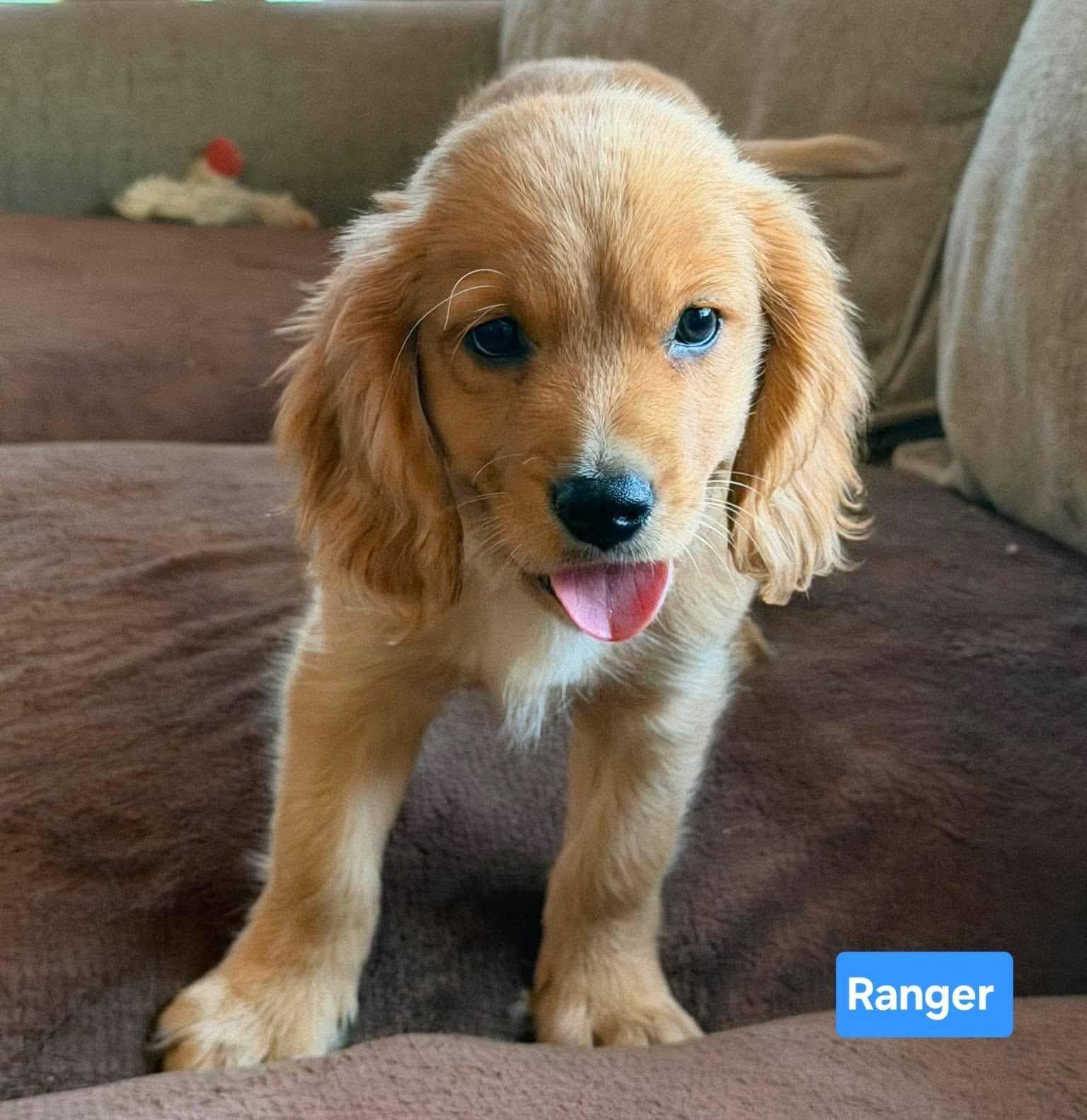 Ranger, an adopted mixed breed in St. Clairsville, OH image 4/5