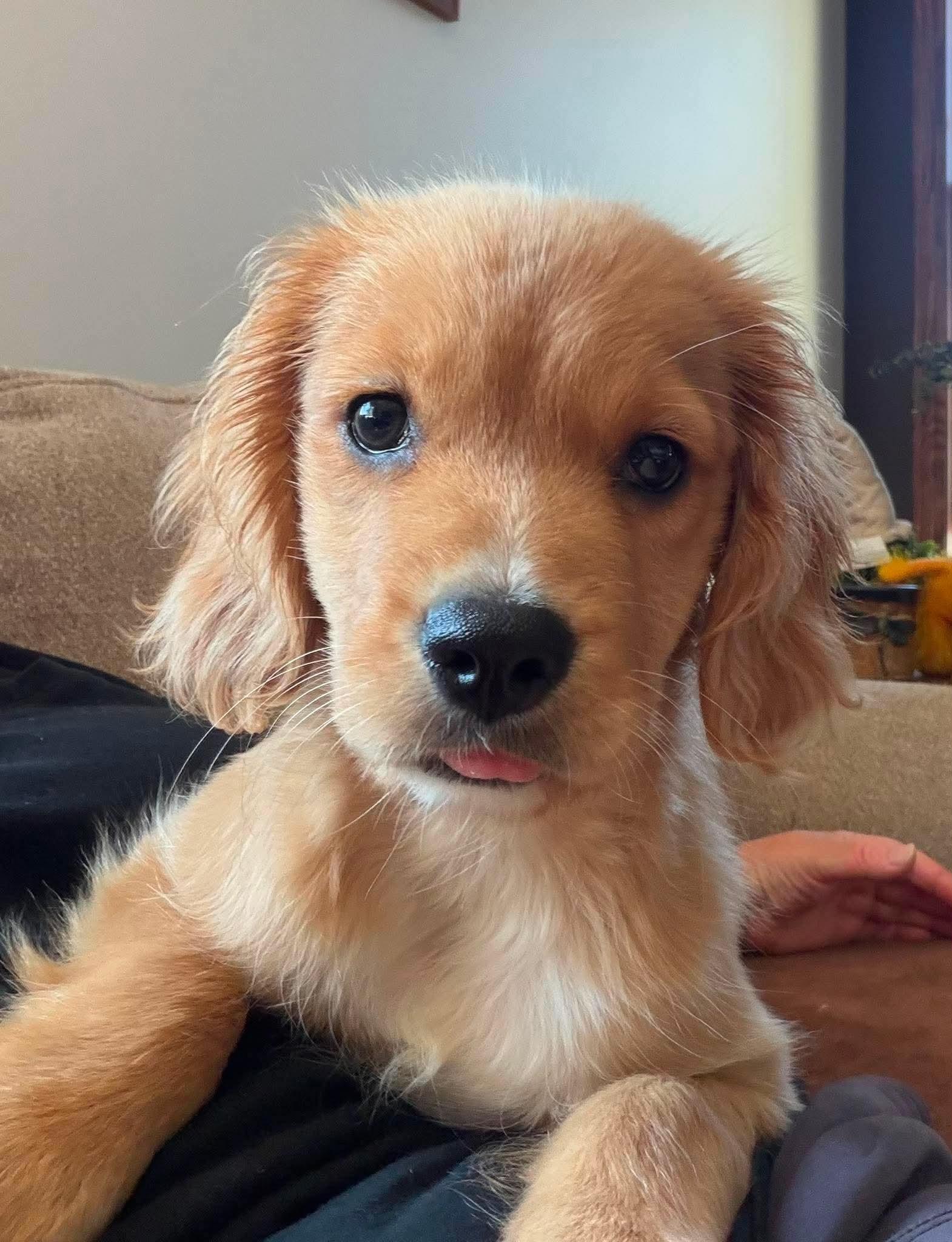 Ranger, an adopted mixed breed in St. Clairsville, OH image 2/5