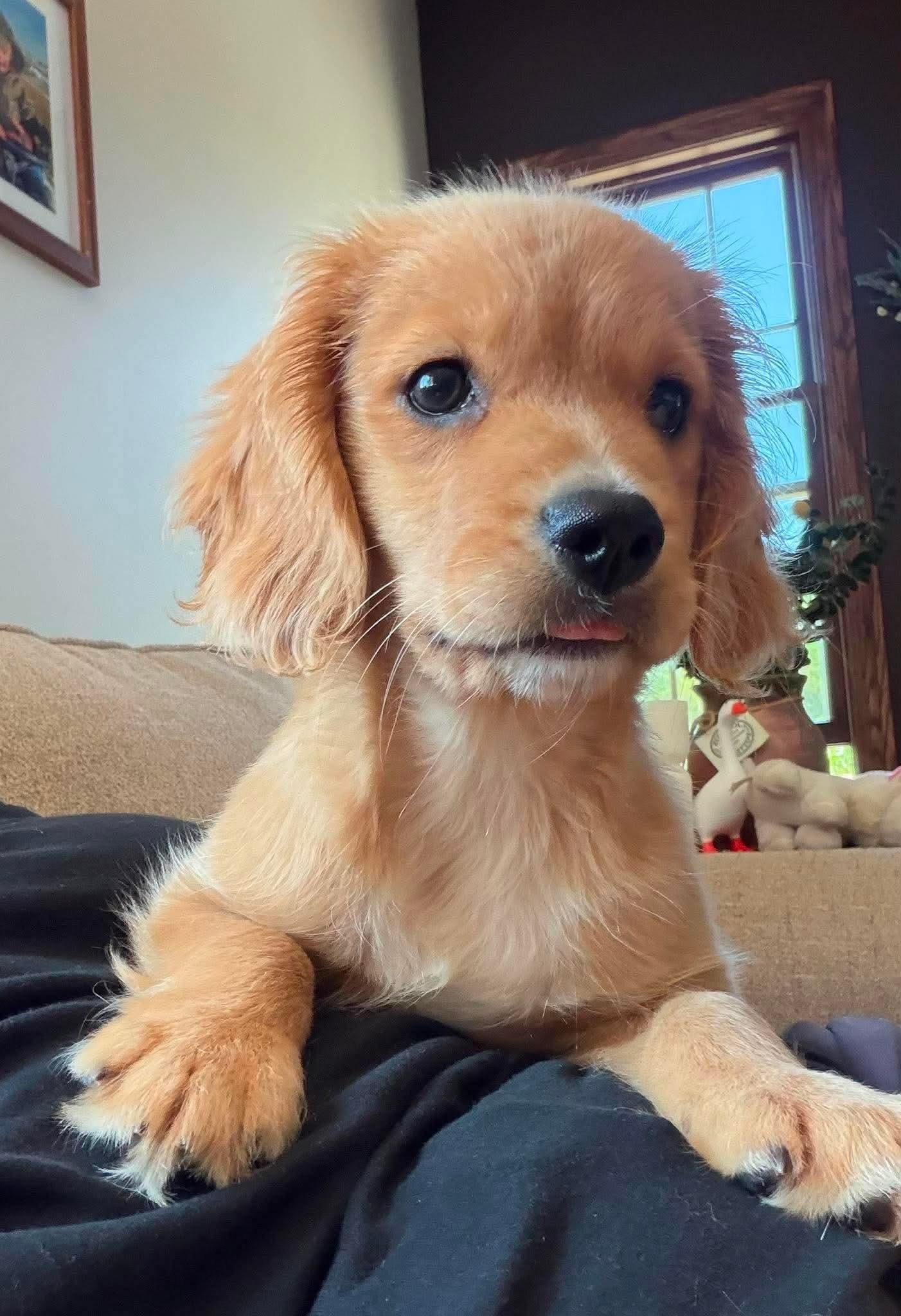 Ranger, an adopted mixed breed in St. Clairsville, OH image 1/5