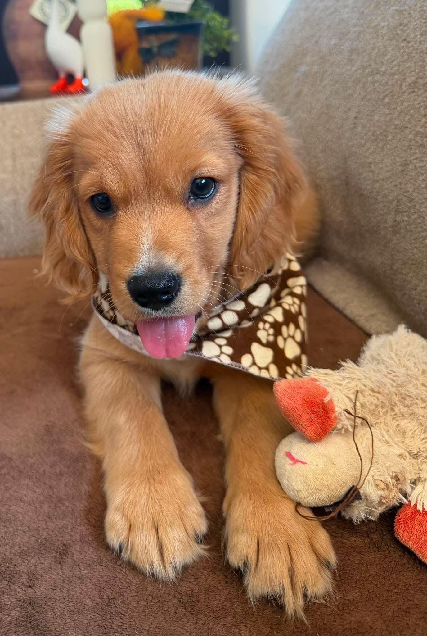 Ranger, an adopted mixed breed in St. Clairsville, OH image 5/5